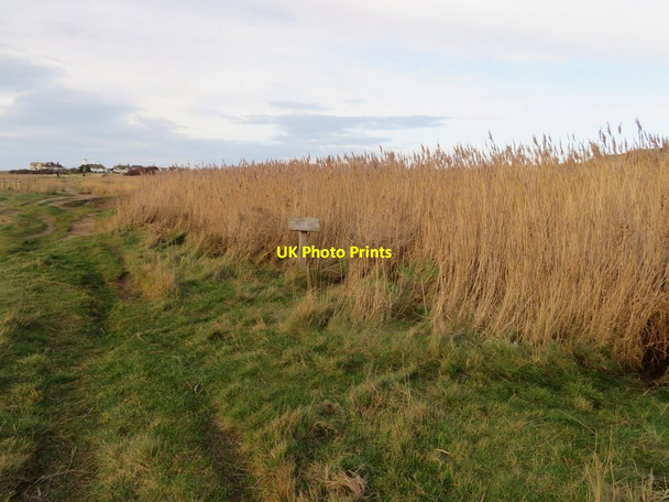 Photo 6"x4" Common Reeds alongside West Kirby beach Hoylake c2017