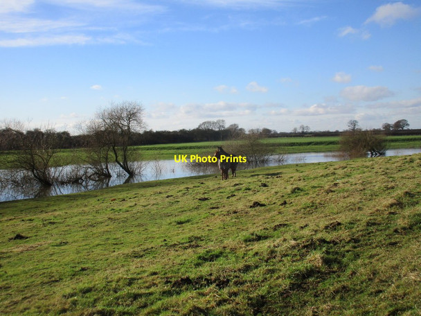 Photo 6"x4" Horses by the River Derwent Menthorpe c2017