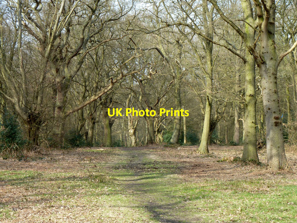 Photo 6"x4" Path in Hainault Forest Chigwell Row c2013