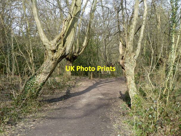 Photo 6"x4" Path through hornbeams, Hainault Forest Chigwell Row c2013