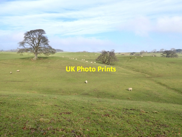 Photo 6"x4" Pasture with sheep above the Tees gorge Cotherstone c2017