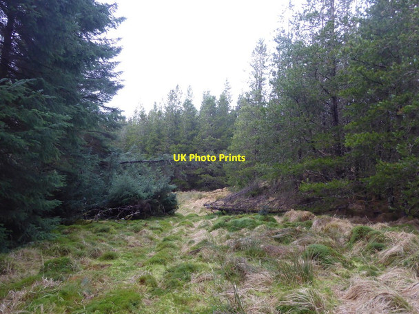Photo 6"x4" Forest ride by Allt na F\u00c3\u00a8ithe-seilich Sallachy\/NG9130 c2017