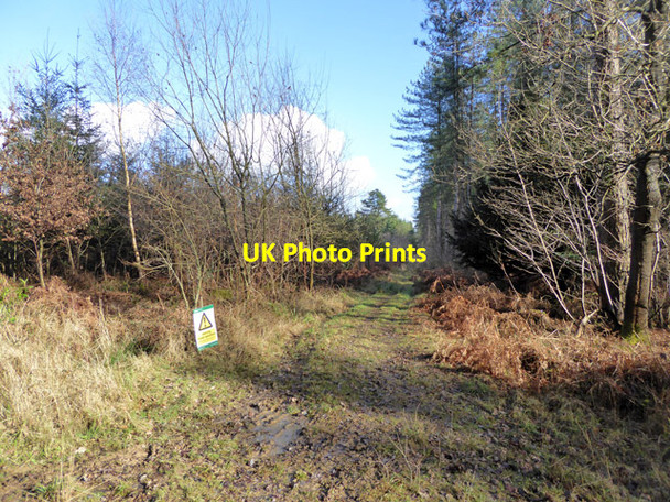 Photo 6"x4" Forestry track, Ampfield Wood Lower Slackstead c2017