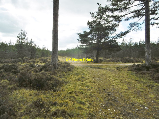 Photo 6"x4" Wareham Forest, forestry crossroads Cold Harbour\/SY9089 c2017