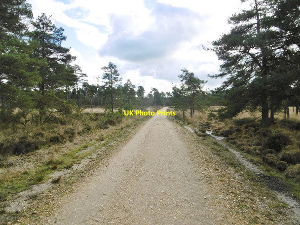 Photo 6"x4" Wareham Forest, forestry road Cold Harbour\/SY9089 c2017