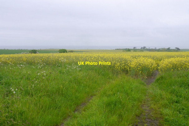 Photo 6"x4" Oilseed rape, Scremerston Town Cheswick c2016
