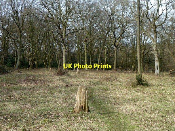 Photo 6"x4" Path into woods, Hainault Forest Chigwell Row c2013
