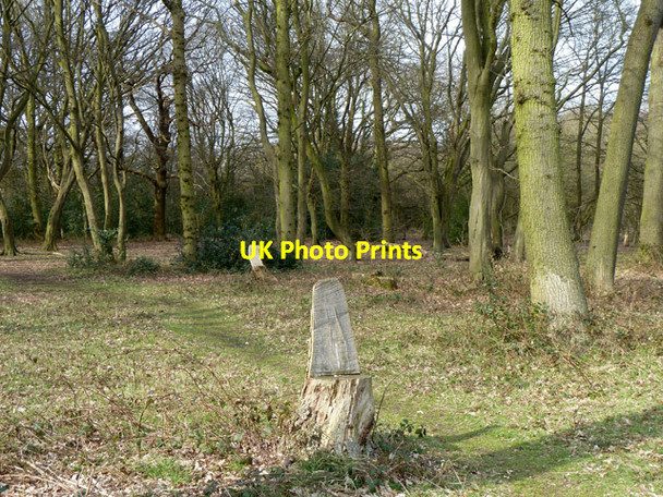 Photo 6"x4" Seat from stump,  Hainault Forest Chigwell Row c2013
