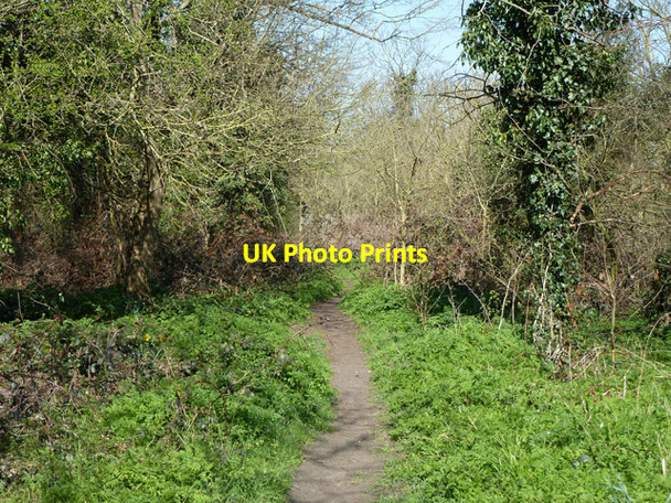 Photo 6"x4" Woodland path, Beddington Park Wallington\/TQ2964 c2012