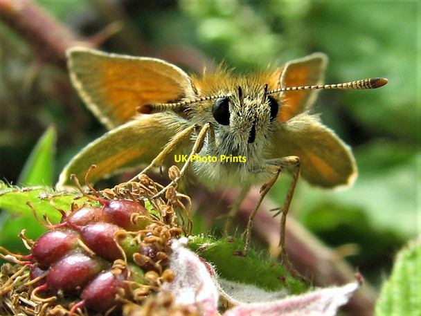 Photo 6"x4" Small skipper butterfly, Brede High Woods Cripp's Corner c2011