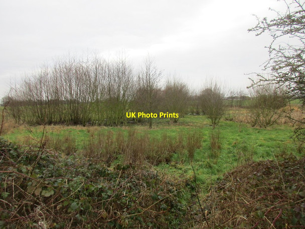 Photo 6"x4" Willows by a small pond Lund\/SE6532 c2017
