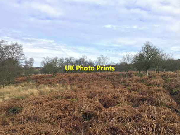 Photo 6"x4" Trees on White Edge Moor Nether Padley c2017