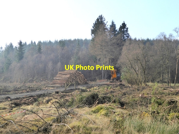 Photo 6"x4" Forest operations at the Bower Eal c2017