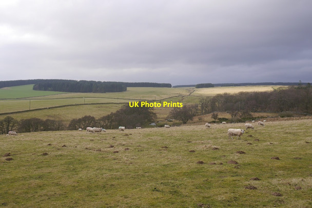 Photo 6"x4" Across the Brunta Burn Blythe c2017