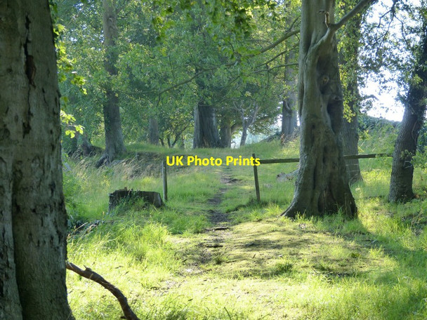 Photo 6"x4" Shelter belt Juniper Green c2015