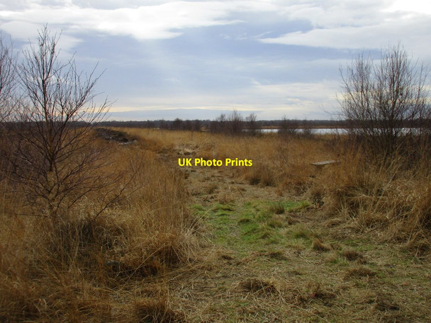 Photo 6"x4" Track across Hatfield Moors Woodside\/SE7103 c2017