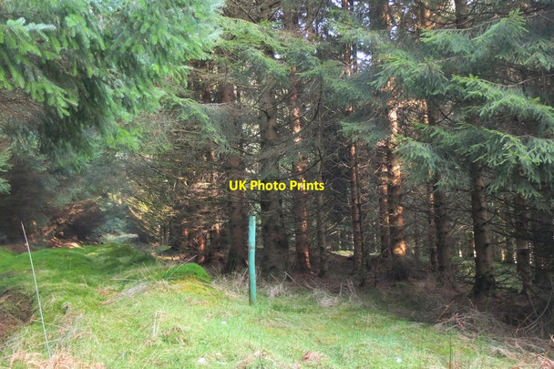 Photo 6"x4" Ancient site marker, Cloich Forest (2) Harehope\/NT2044 c2017