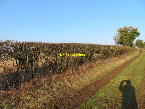 Photo 6"x4" Farm track & hedge Dummer c2017