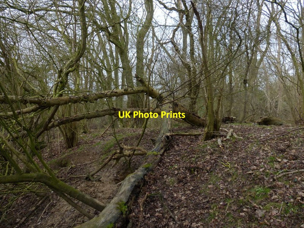Photo 6"x4" Southwest corner of Launde Big Wood Loddington\/SK7802 c2017