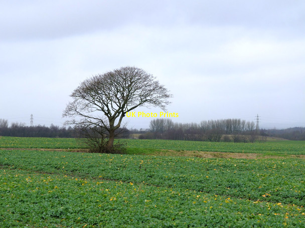Photo 6"x4" Farmland North of Bryn Gates Lane, Bamfurlong Abram c2017