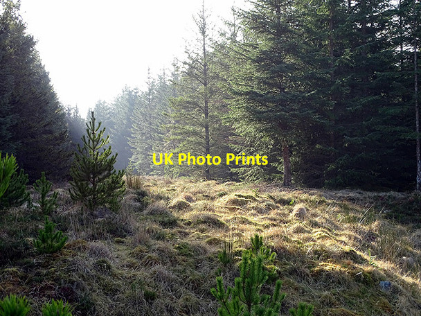 Photo 6"x4" A ride in the forestry near Lochdhu Lochan Sgrabach c2017