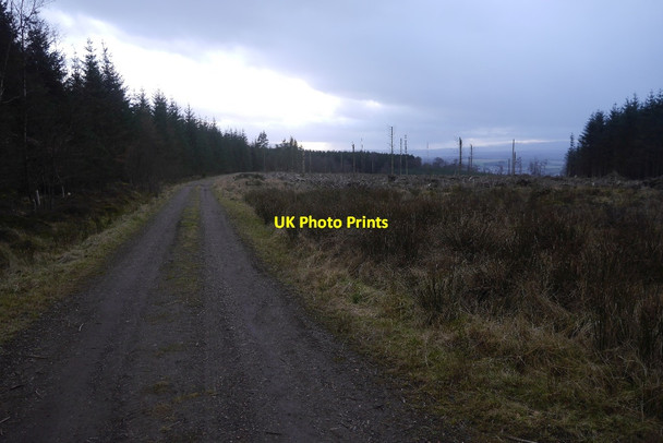 Photo 6"x4" Logging road, Sheriffmuir Big Wood Dunblane c2017
