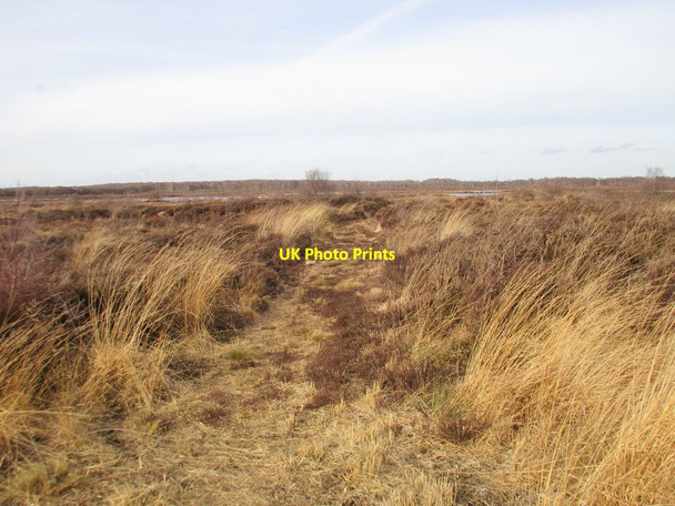 Photo 6"x4" Track across Hatfield Moors Hatfield Woodhouse c2017