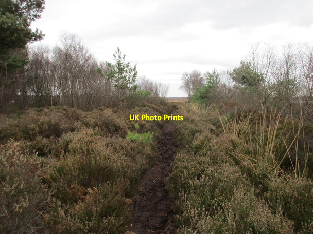 Photo 6"x4" Path across the peat Woodside\/SE7103 c2017