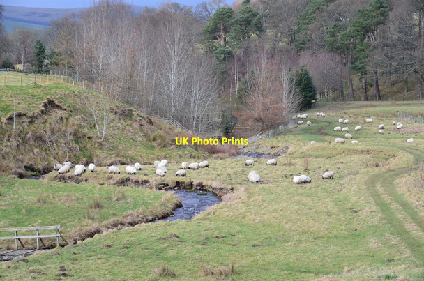Photo 6"x4" Sheep grazing, Glensax Burn Bonnington\/NT2538 c2017