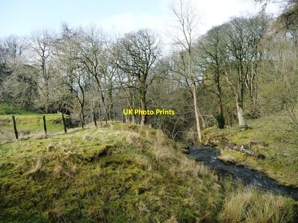 Photo 6"x4" The wooded valley of Mousegill Beck Barras\/NY8412 c2017