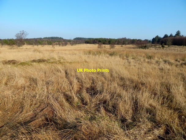 Photo 6"x4" Rough ground in community woodland Alexandria c2017