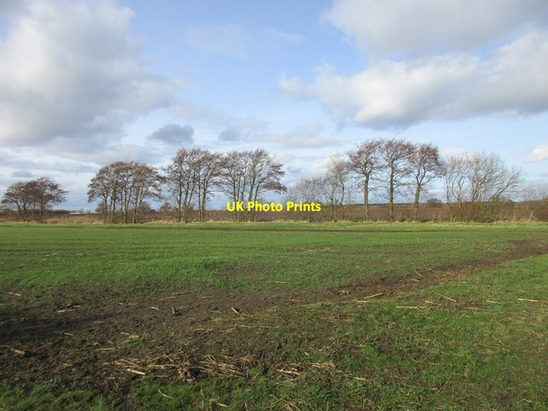 Photo 6"x4" Sown field and trees along the field boundary Seaton Ross c2017