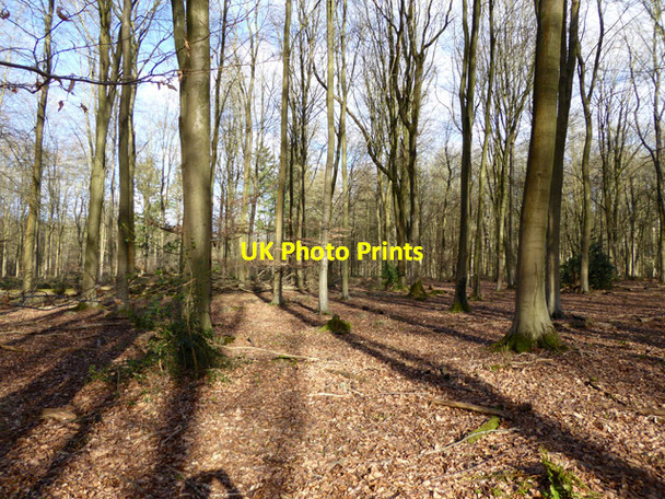 Photo 6"x4" In Micheldever Wood East Stratton c2017
