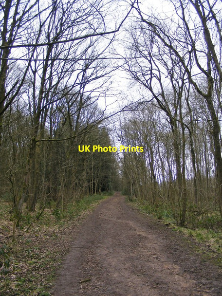 Photo 6"x4" Park Path Sedgley c2017