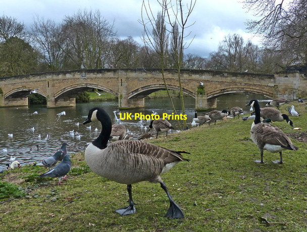 Photo 6"x4" Canada geese in Abbey Park Leicester c2017