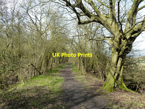 Photo 6"x4" Track up east side of Conduit Wood Lambourne\/TQ4796 c2013