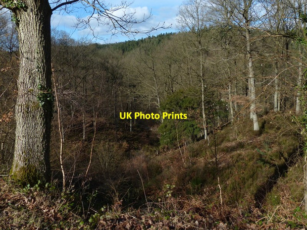 Photo 6"x4" The Wyre Forest Buttonoak c2017