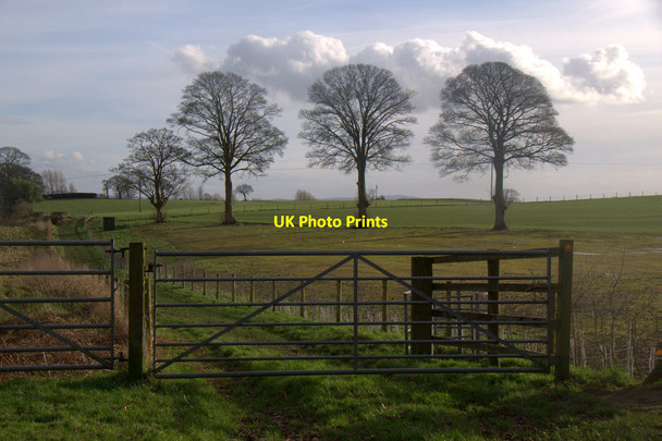 Photo 6"x4" Trees beside Finlow Hill Lane, Over Alderley Alderley Edge\/SJ8478 c2017