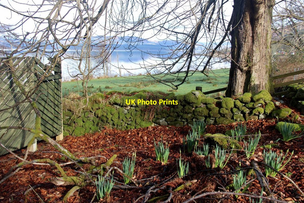 Photo 6"x4" Signs of Spring at Pier House on Loch Fyne Largiemore\/NR9486 c2017