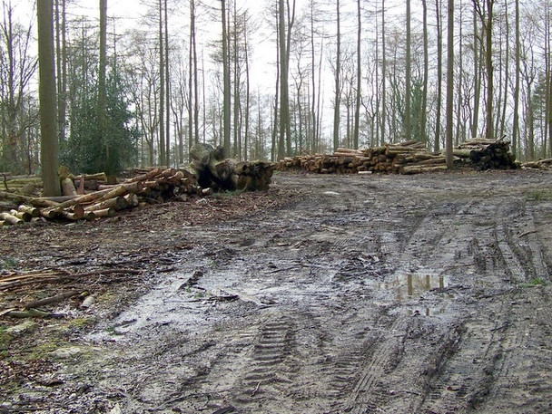 Photo 6"x4" Woodland near Newtown Kinghay c2009