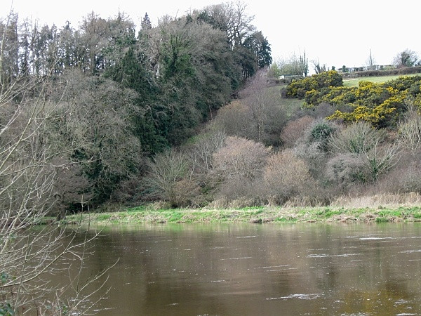 Photo 6"x4" Woodland Boundary Graiguenamanagh c2009