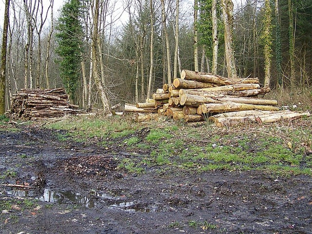 Photo 6"x4" Timber extraction near Newtown Kinghay c2009
