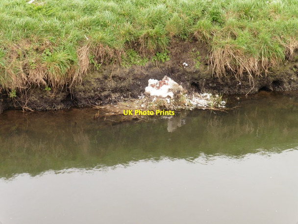 Photo 6"x4" Swan song Nythe\/ST4234 c2017