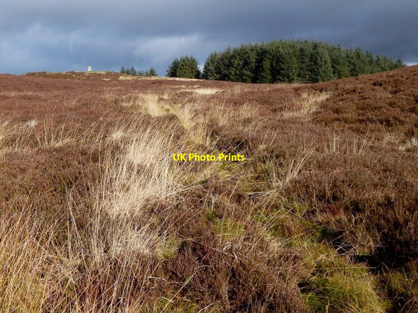 Photo 6"x4" Line of an old boundary Bonhill c2017