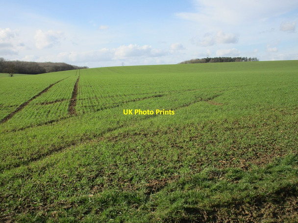 Photo 6"x4" Cereal field near Dembleby Aunsby c2017