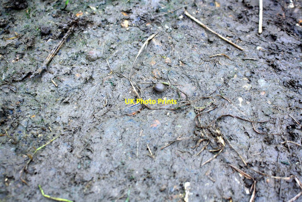 Photo 6"x4" Benchmark on Claydon Plank footbridge North End\/SP7027 c2017