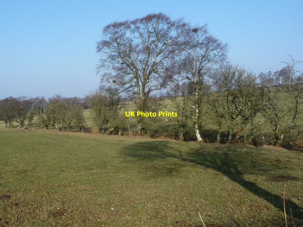 Photo 6"x4" Trees, off Chitty Hill Colby\/NY6620 c2017