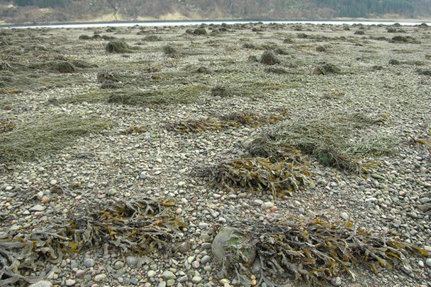 Photo 6"x4" Larach Tigh Mhic Dhomhnuill Ardelve c2009