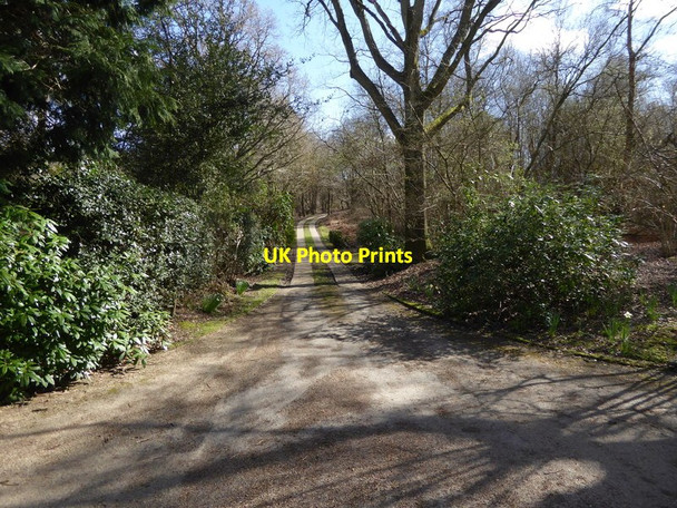 Photo 6"x4" Driveway seen from footpath junction Red House Common c2017