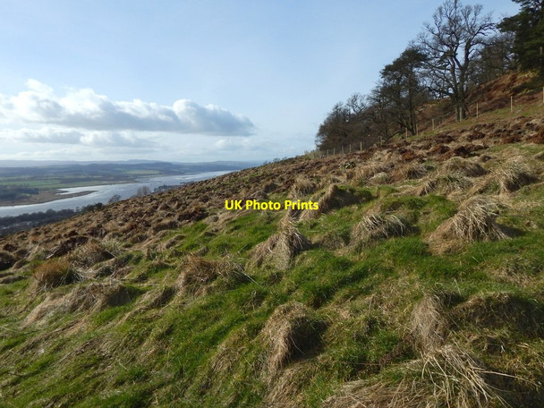 Photo 6"x4" New plantation beside a path Old Kilpatrick c2017